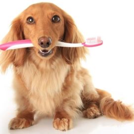 Odontoiatria del cane e del gatto