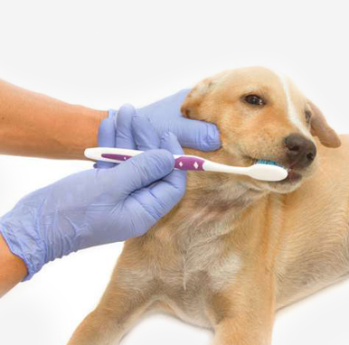 cane dentista