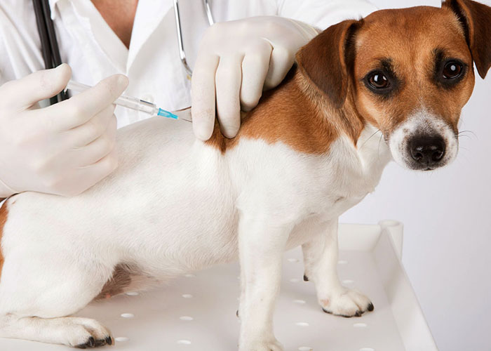 Cane che si vaccina