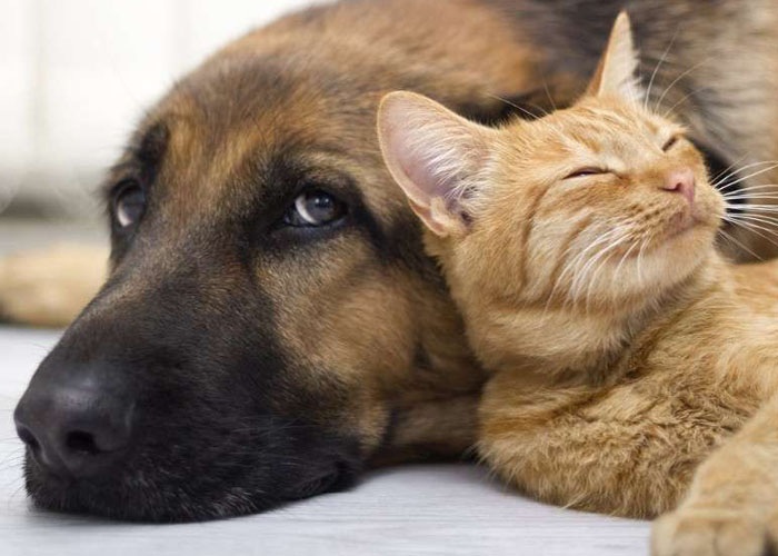 Cane e gatto