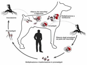 leishmania