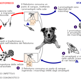 La Leishmaniosi: prevenzione e cura